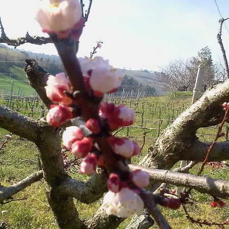 Casa Laura * Castignano
